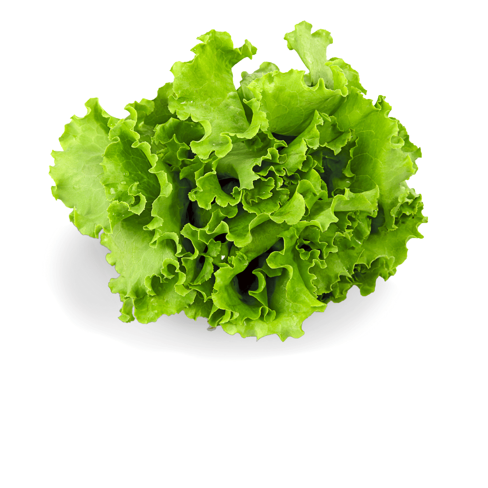 Green Lettuce