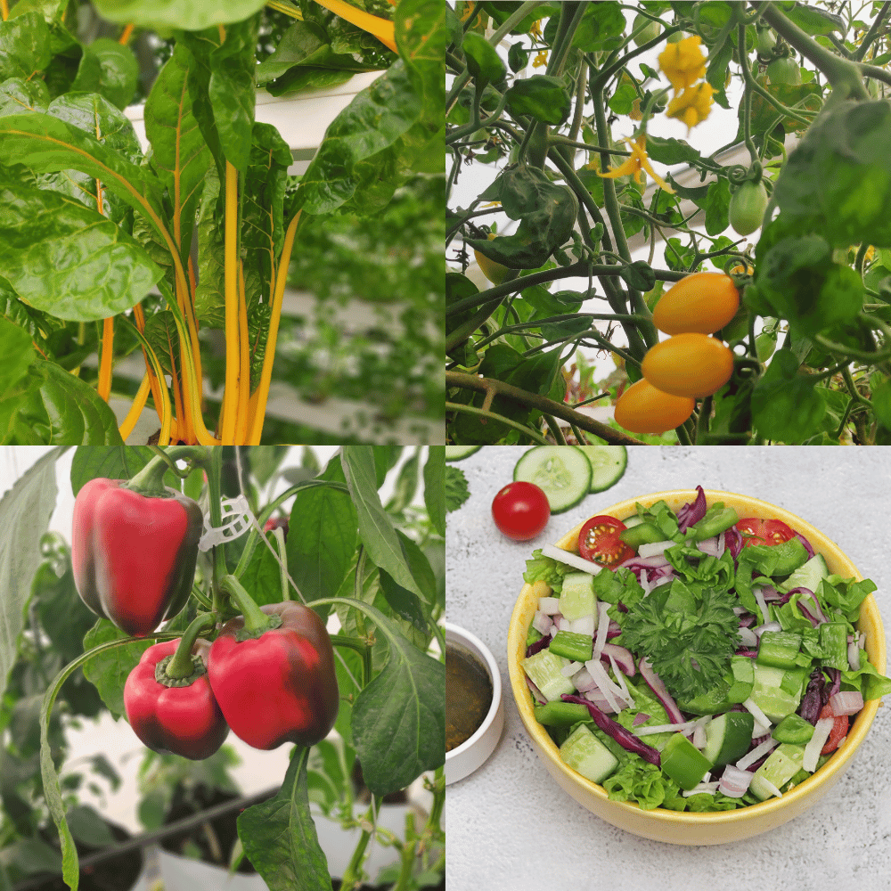 leafy, Herbs, Vines