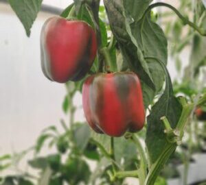 Red Bellpepper