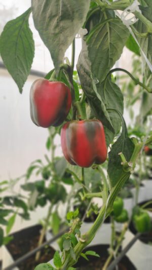 Red Bellpepper