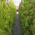 hydroponic farming